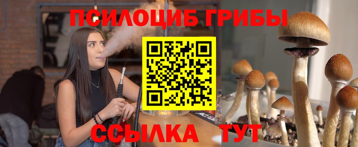 Щёкино  Галлюциногенные грибы прущие грибы  Вход с VPN  Галлюциногенные грибы Psilocybe 